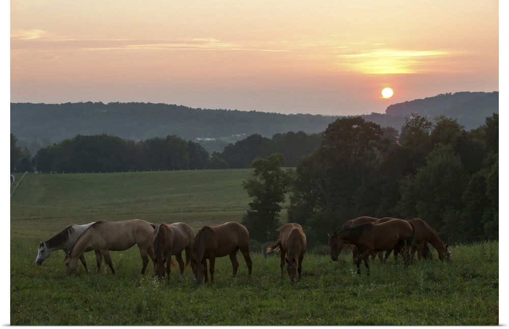 Horses graze on grass at sunset in rural farmland. Millersburg, Ohio