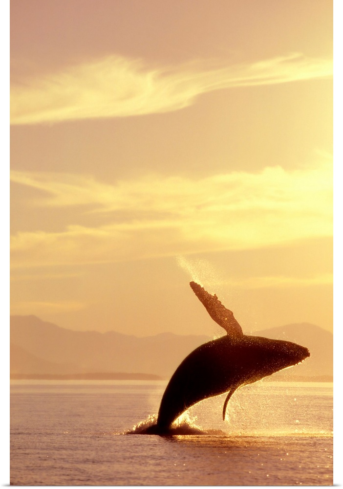 Wildlife photograph of a humpback whale breaching in Inside Passage in Alaska at sunset during the summer.