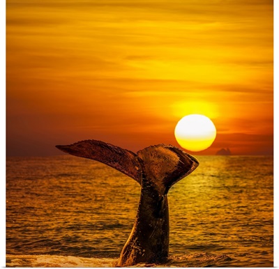 Humpback Whale At Sunset, Hawaii