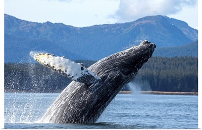 Humpback Whale Breaches As It Leaps From Water Of Stephens Passage.
