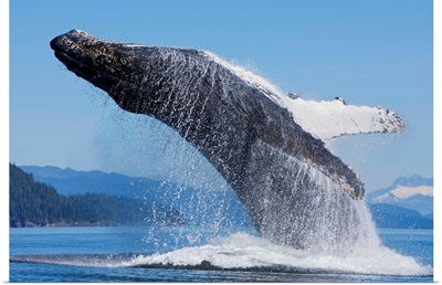 Humpback Whale Breaches In Chatham Strait, Inside Passage, Admiralty Island, Alaska