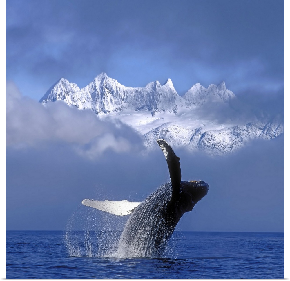 A large whale breaches water with a thick layer of fog just behind it and only the top of the snow covered mountains are s...