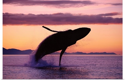 Humpback Whale Breaching At Sunset, Southeast Alaska