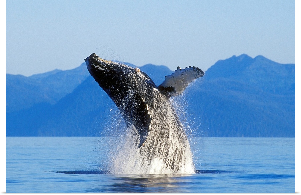 Humpback Whale Breaching In Inside Passage, Southeast Alaska
