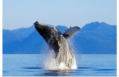 Humpback Whale Breaching In Inside Passage, Southeast Alaska