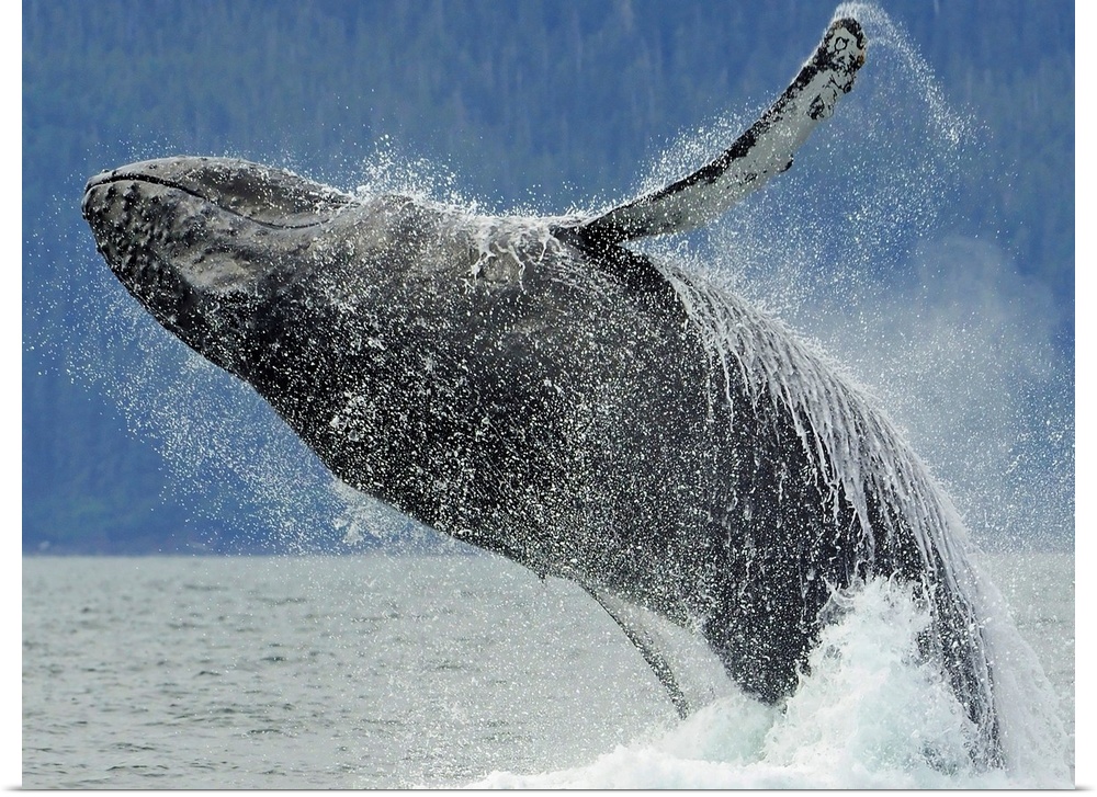 Humpback whale breaching near Juneau during summer in southeast Alaska.