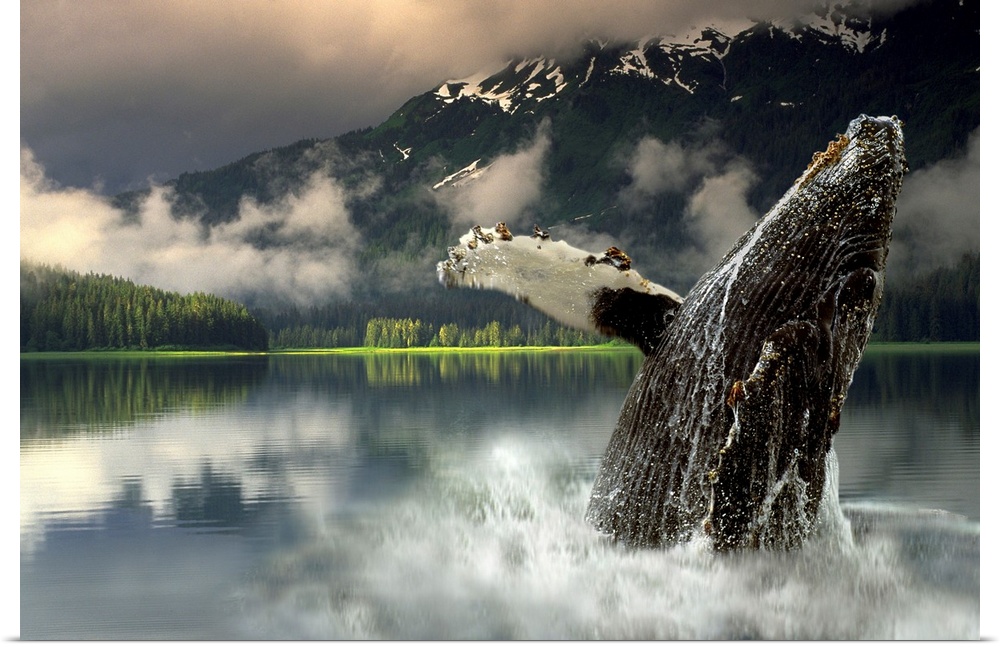 Horizontal, large photograph of a humpback whale jumping out of the water in Southeast Alaska, low clouds sparsely cover a...
