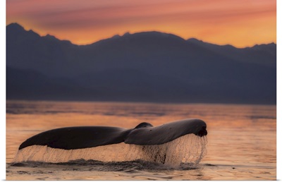 Humpback Whale Fluke At The Surface Of Water At Dusk, Juneau, Alaska