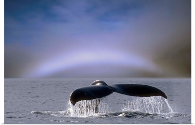 Humpback Whale Fluke On Surface Of Water, Alaska
