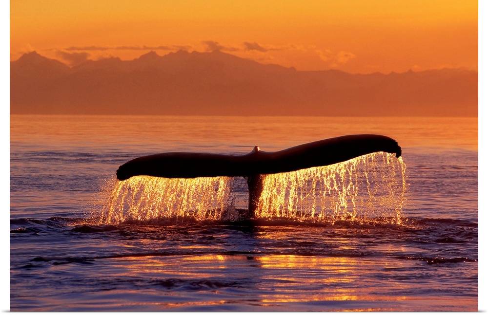 The flipper of a diving whale protruding from the sea as the sun reflects off the water.