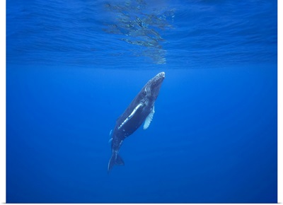 Humpback Whale, Hawaii