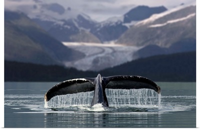 Humpback Whale, Herbert Glacier And Eagle Beach State Recreation Area, Juneau, Alaska