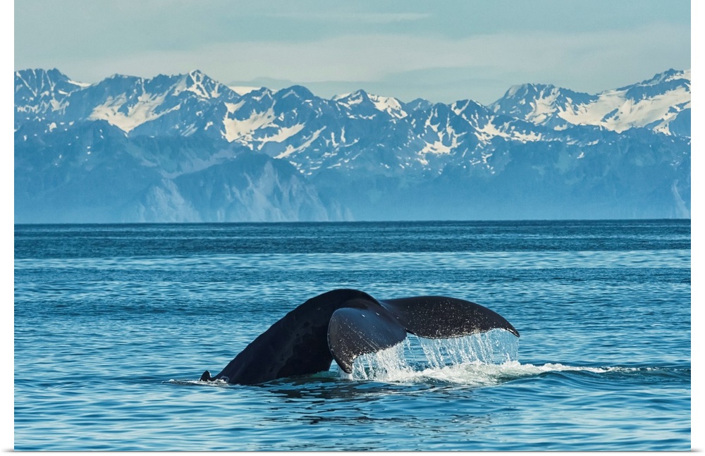Humpback whale (Megaptera novaeangliae) in Seward harbor, Seward, Alaska, United States of America.