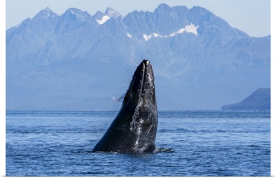 Humpback Whale, Inside Passage, Lynn Canal, Alaska