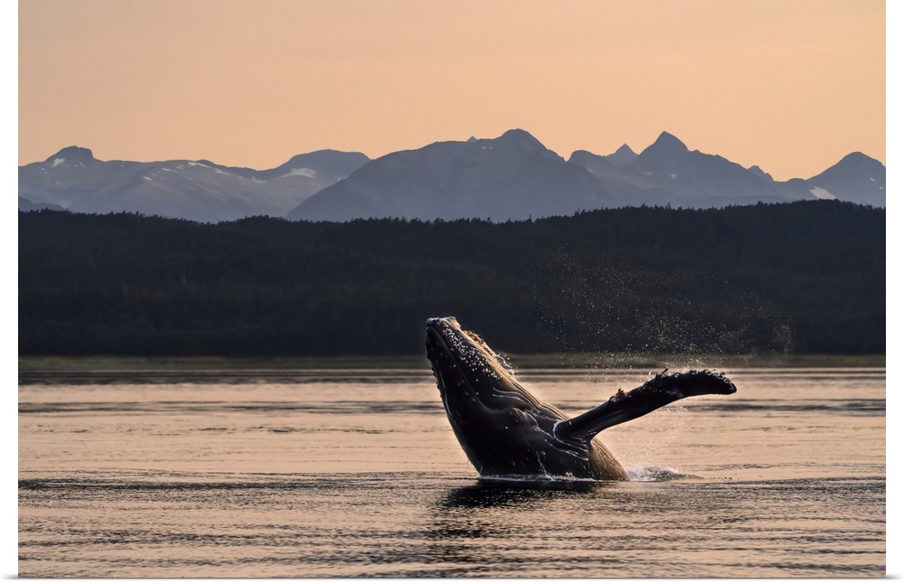 Humpback whale (Megaptera novaeangliae) breaches at sunset, Lynn Canal, Inside Passage, with Chilkat Mountains in the back...