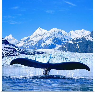 Humpback Whale (Megaptera Novaeangliae) Lifting Flukes Near Margerie Glacier