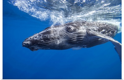 Humpback Whale (Megaptera Novaeangliae) Underwater, Hawaii, United States Of America