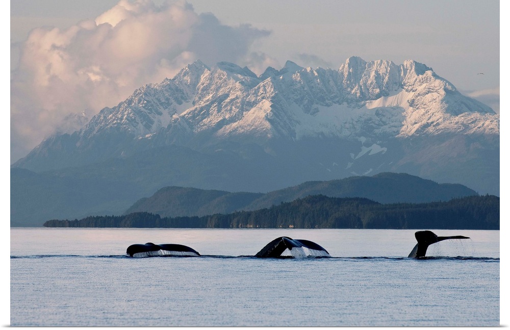 Humpback Whale Pod Lifts Their Flukes, Snow Covered Coastal Range, Alaska