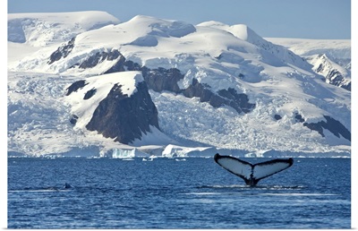 Humpback Whale Shows Its Fluke, Paradise Bay, Antarctica