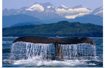Humpback Whale Tail On Surface Just Before Diving, Inside Passage, Alaska