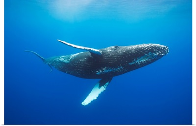 Humpback whale underwater, Hawaii