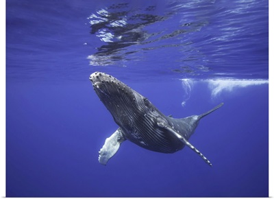 Humpback Whale Underwater, Hawaii