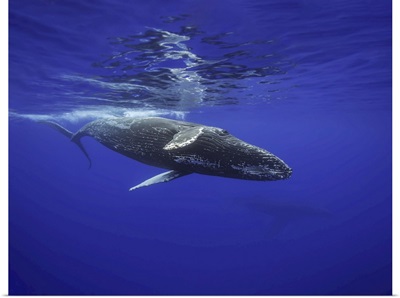Humpback Whale Underwater, Hawaii, United States Of America