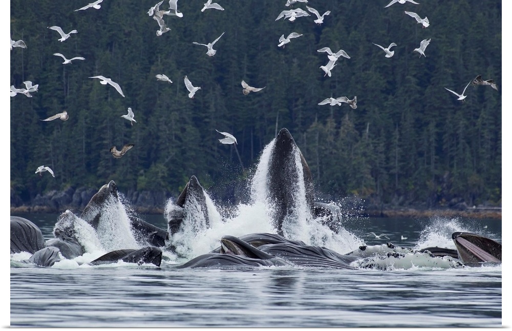 Humpback Whales Bubble Net Feeding For Herring, Southeast Alaska