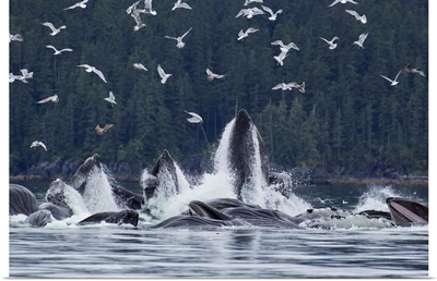 Humpback Whales Bubble Net Feeding For Herring, Southeast Alaska