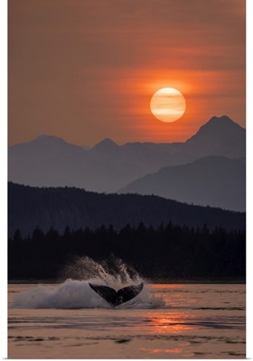 Humpback Whales, Inside Passage In The Lynn Canal, Alaska