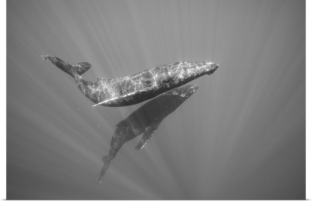 Humpback whales (megaptera novaeangliae) underwater. Hawaii, united states of America.