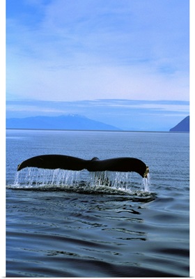 Humpback Whales Tail, Southeast Alaska