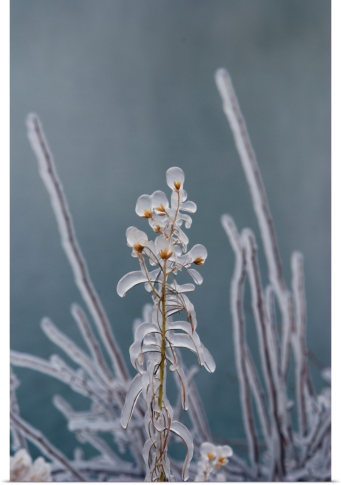 Ice-coated plants. Mist from Shoshone falls creates an icy layer. Shoshone Falls, Twin Falls, Idaho.