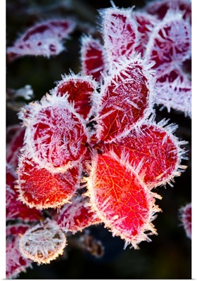 Ice crystals on the red leaves of a blueberry plant, Maclaren River, Southcentral Alaska