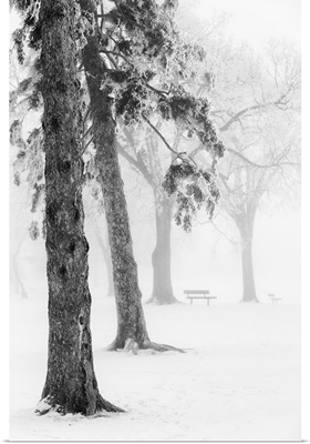 Ice fog in winter assiniboine park, Winnipeg manitoba canada