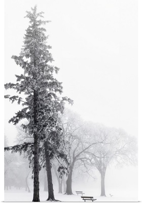 Ice Fog In Winter In Assiniboine Park, Winnipeg, Manitoba, Canada
