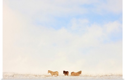 Icelandic Horses In Snow Covered Field, Iceland