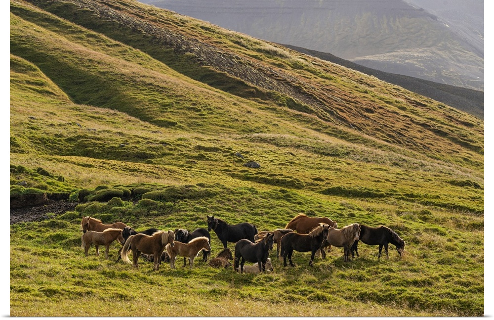 Icelandic horses in the rugged landscape, Iceland