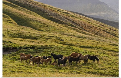 Icelandic Horses In The Rugged Landscape, Iceland