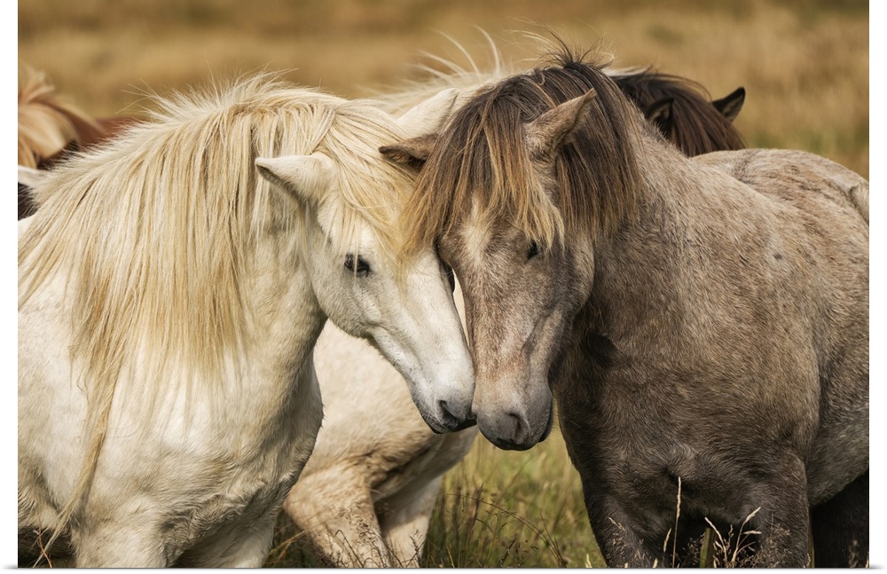Icelandic horses in their natural setting; Iceland