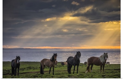 Icelandic Horses Standing In A Row On The Shore At Sunset, Hofsos, Iceland
