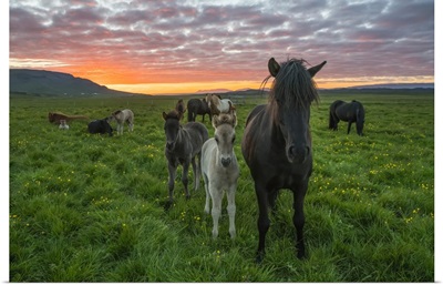 Icelandic Horses Walking In A Grass Field At Sunset, Hofsos, Iceland