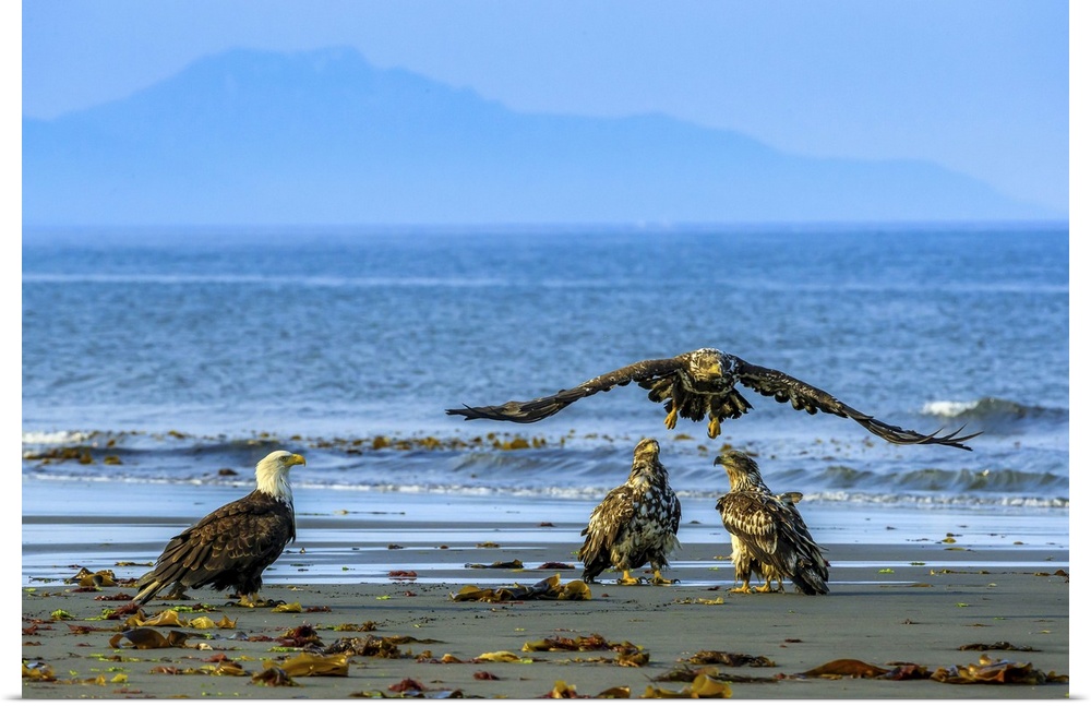 Immature Bald Eagles, Haliaeetus leucocephalus, in flight fishing along the shoreline in Cook Inlet.