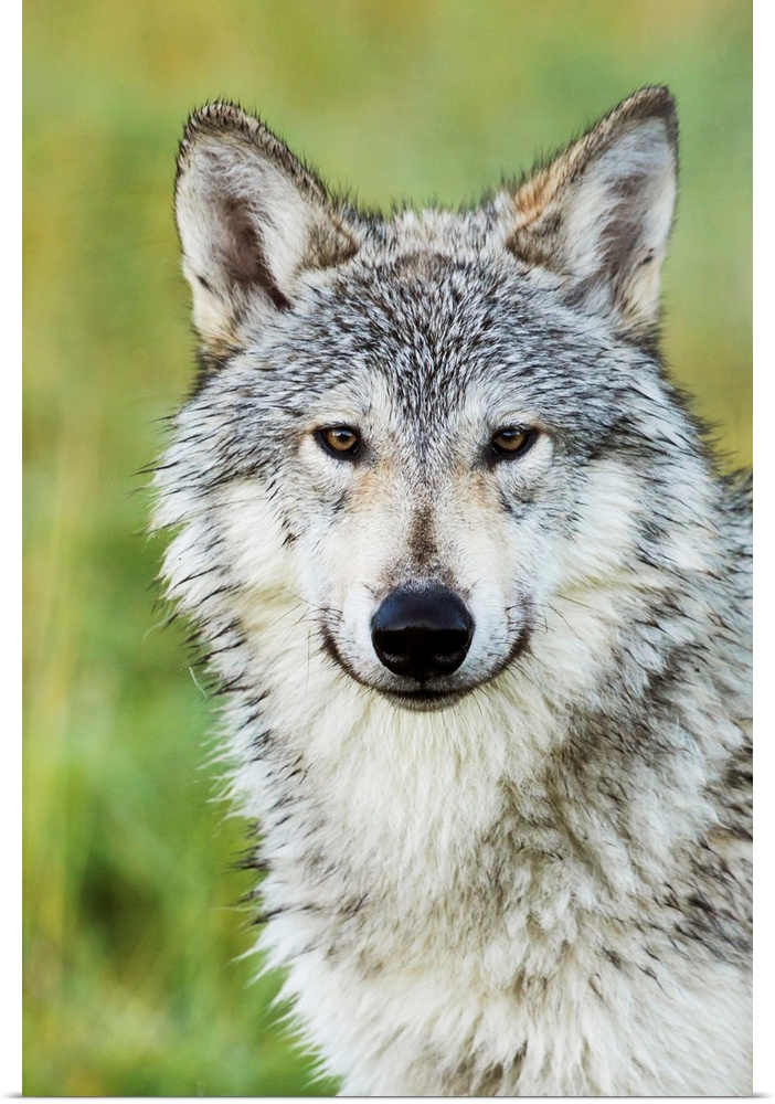 Immature female wolf (canis lupus), captive at the Alaska Wildlife Conservation Center, South-central Alaska, Portage, Ala...