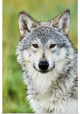Immature female wolf, South-central Alaska, Portage, Alaska