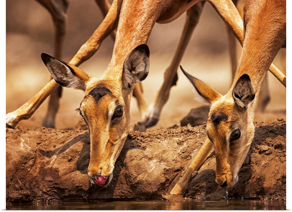 Impalas (Aepyceros melampus) drinking water at Mashatu Game Reserve; Botswana
