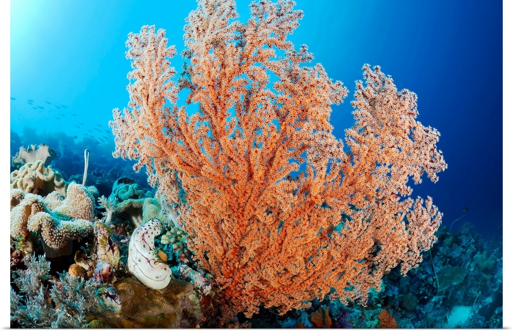 Indonesia, A Gorgonian Coral Tree Dominates This Underwater Scene