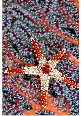 Indonesia, A Necklace Seastar (Fromia Monilis) On Gorgonian Coral