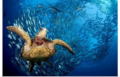 Indonesia, Bali, A Green Sea Turtle Glides Below A School Of Bigeye Jacks