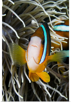 Indonesia, Clark's Anemonefish (Amphiprion Clarkii) And Sea Anemone